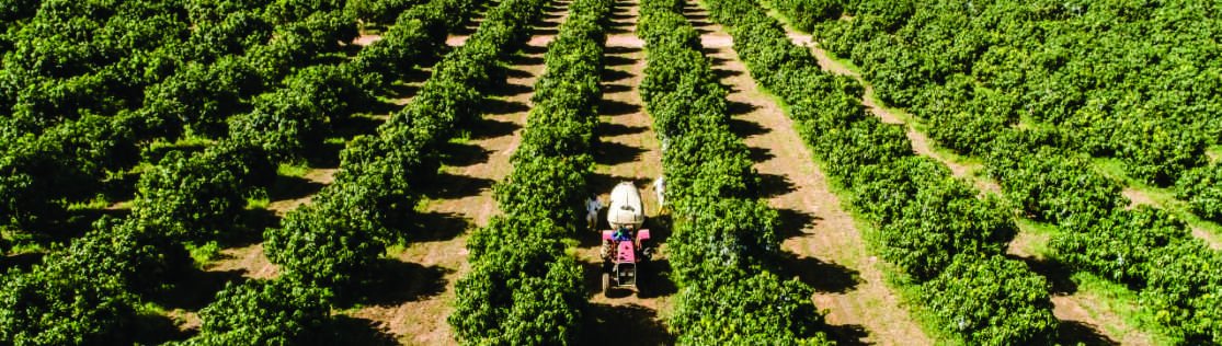 Fazenda Produção de Uva