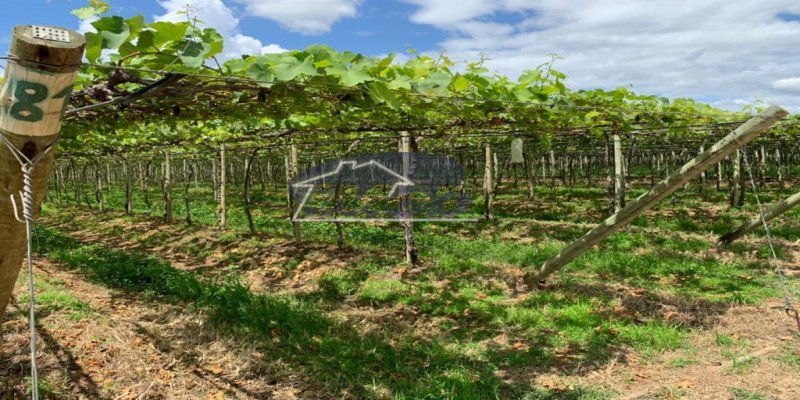 Fazenda, 6000m², à venda - Imob Petrolina