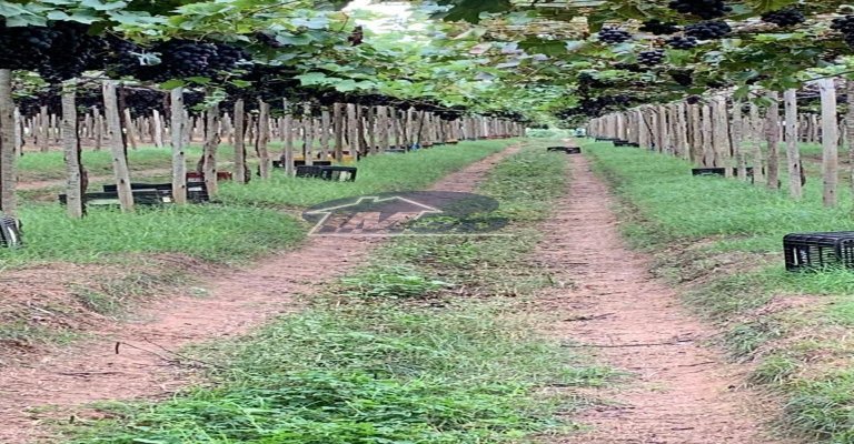Fazenda, 6000m², à venda - Imob Petrolina