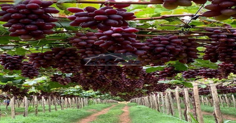 Fazenda, 6000m², à venda - Imob Petrolina